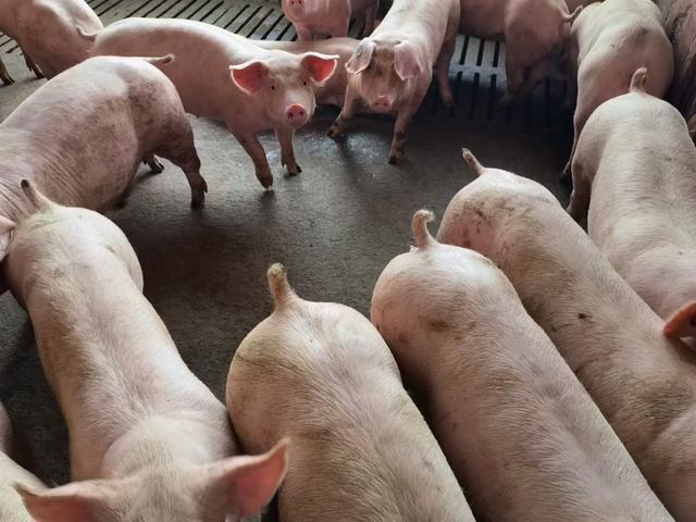 看云南昆明市曾老板这个猪场是如何更有效的解决养猪场粪污问题？