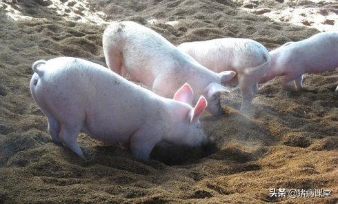 养猪场生态发酵床建造及技术要点