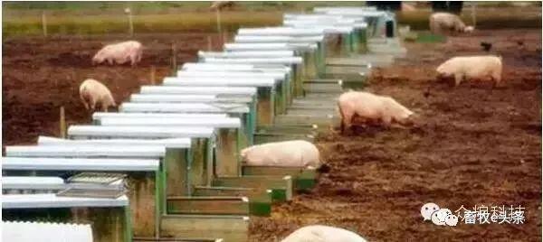 国外特色猪场集锦｜荷兰、丹麦、卢森堡、美国、西班牙的猪场这么建