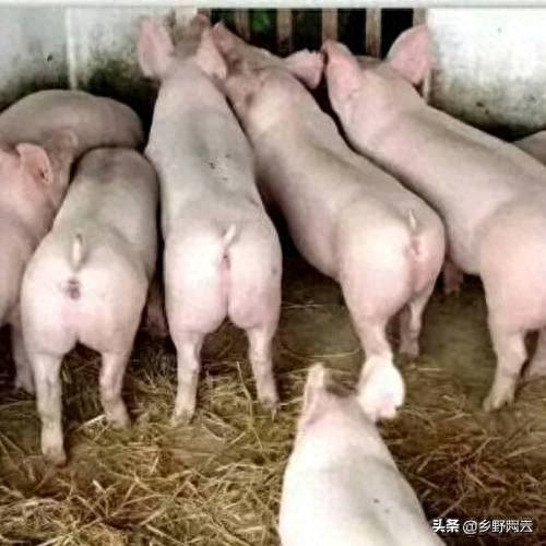 现在农村养猪：前景广阔，挑战重重 随着人口增长和消...