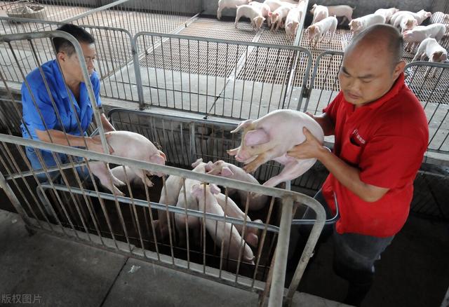2022年是养猪“灾难年”，除了猪价低还有两个难题，早知道早防范