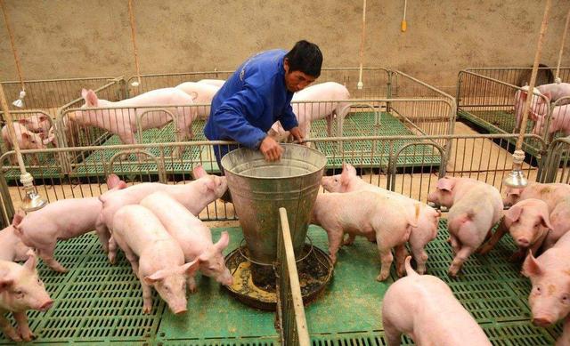 养猪新技术，异位发酵系统，如何实现猪场粪污“零排放”？