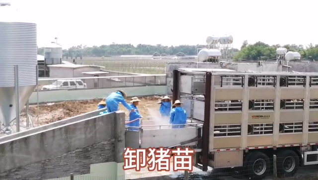 广东茂名这个“铁桶猪场”，成功出栏1099头猪