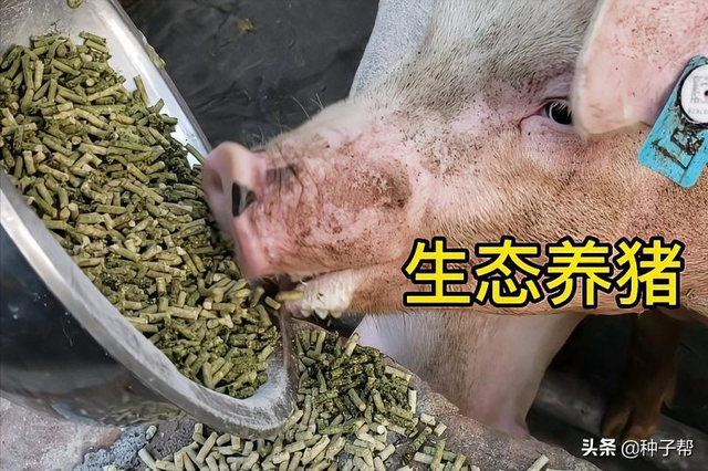 种哪种草养猪不用加饲料？俄菜亩产达40吨，能养27头猪怎么算的？