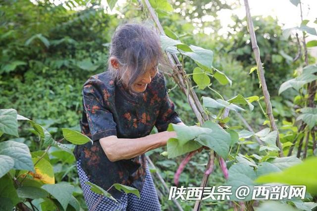 视频丨陕南87岁奶奶种地养猪自给自足，天天干农活