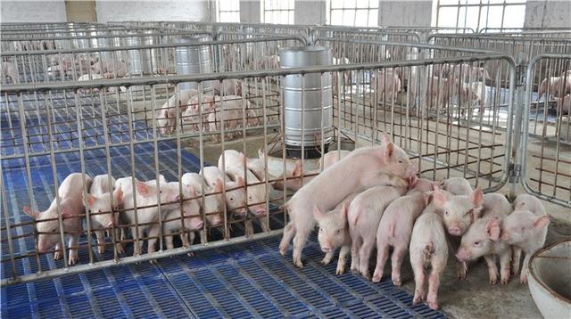 规模比美国大10倍？中国打造全球最大养猪场，再也不愁没肉吃了