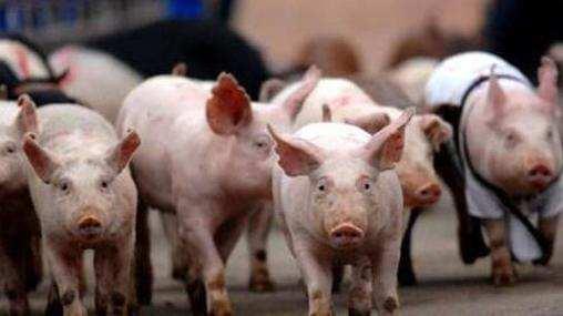 美国又不吃猪肉，为什么会成为世界养猪强国？是准备卖给我们吗？
