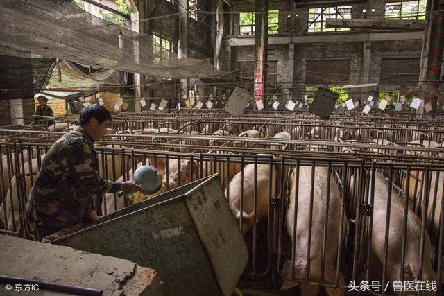 养猪场要注意了，关于现在各地整治畜牧养殖污染的新办法！