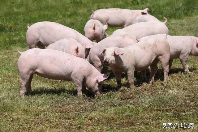 养猪补贴政策2022最新标准：有哪些补贴？附部分地区的补贴规定
