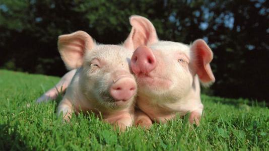 规模化养猪生产工艺流程及公共卫生设施