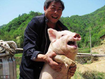 都是在养猪，马云和丁磊大有不同，谁的模式更高明？