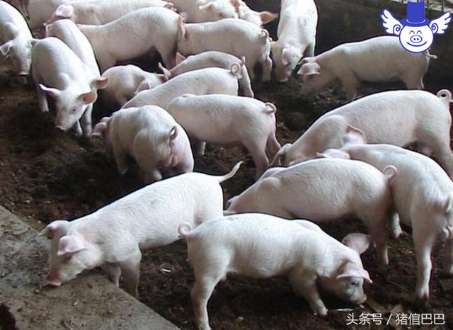 如何才能减少养猪污染？今天教你们几个实用的套路！