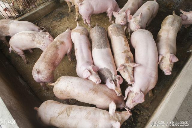 规模化养猪场粪污处理之“种养循环”红泥沼气篇