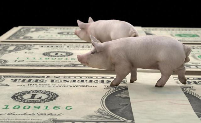 养殖户申请种猪补贴的步骤及注意事项