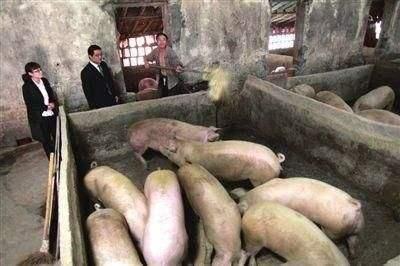 养猪这么苦这么难，为什么还有很多农民愿意养？