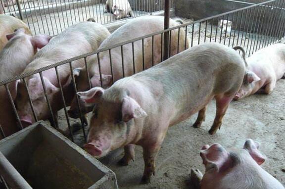 农村小养猪场其实只有一个危险，解决了它，养猪就是个好项目！