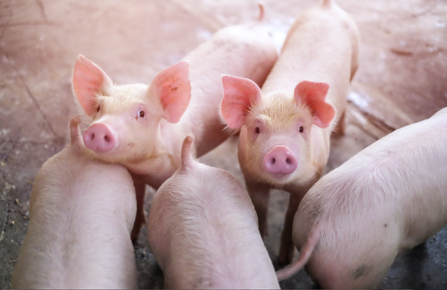 猪饲料中加什么可以快速增肥？给猪催肥，安全有效是关键！