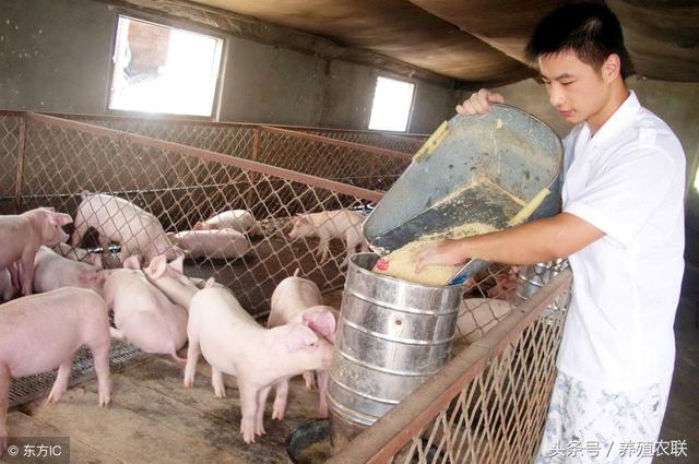 猪场分群、并群原则，养猪圈面临农户、企业模式之争