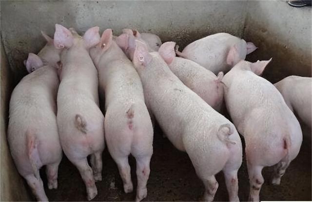 猪饲料中加什么可以快速增肥？给猪催肥，安全有效是关键！
