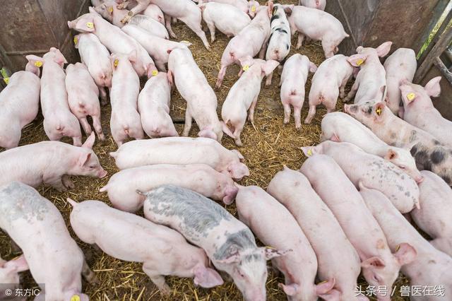 土在养猪过程中的妙用，值得农村养猪户们收藏！
