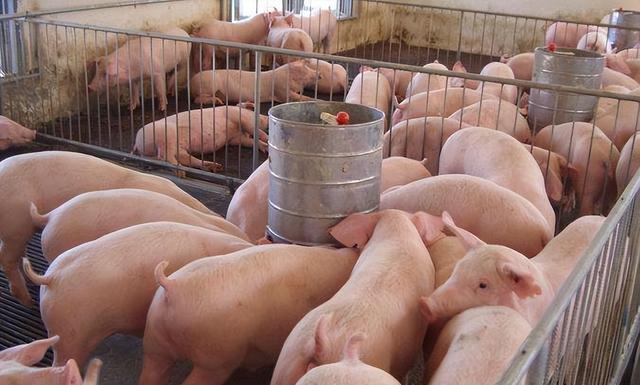 养猪成本多少钱一斤？养猪的成本大概多少钱？养猪人必看