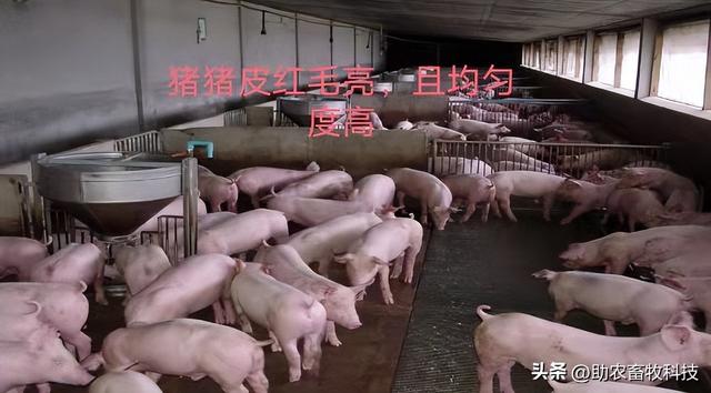 云南红河州这个猪场用发酵中药防非瘟一直稳定，低迷期仍有盈利