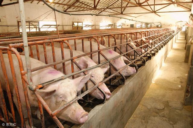 让国内养猪人奉为“神器”的定位栏，为什么在国外被禁用？