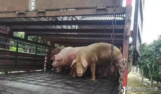 不用盖猪舍也能养猪，快来看一下养猪大棚的建设方法吧！