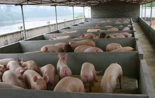 看云南昆明市曾老板这个猪场是如何更有效的解决养猪场粪污问题？