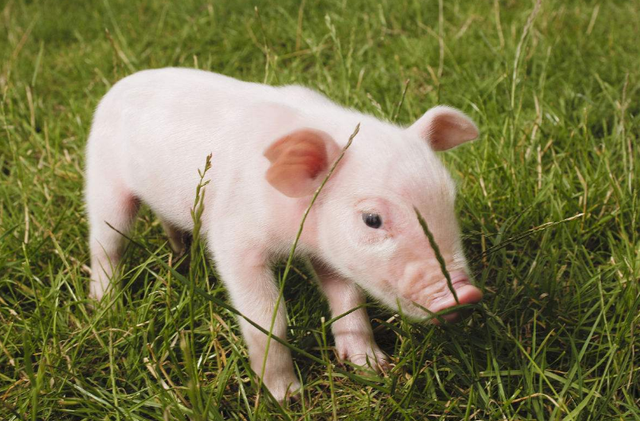 养猪日长三斤不是梦，10个养猪秘方让你的猪长的又快又健康