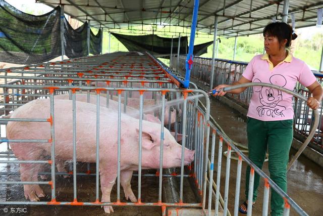 让国内养猪人奉为“神器”的定位栏，为什么在国外被禁用？