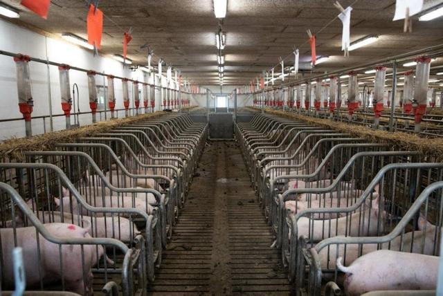 规模比美国大10倍？中国打造全球最大养猪场，再也不愁没肉吃了