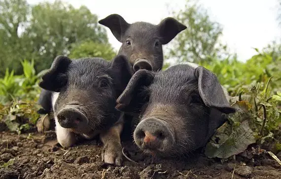 2020年，养猪能贷款多少钱？