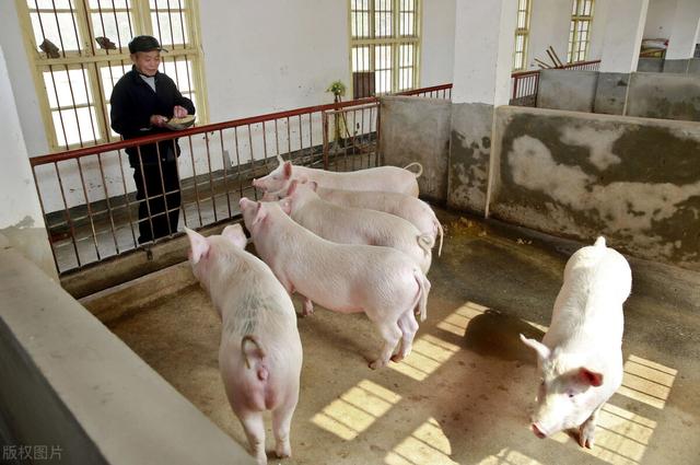 水泥地面对养猪危害大，为什么养猪人还是要用？解决办法不可忽视
