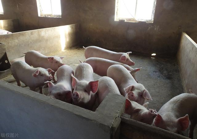 去年养殖一头猪净利润1800元，今年只剩400元，还能养猪吗？