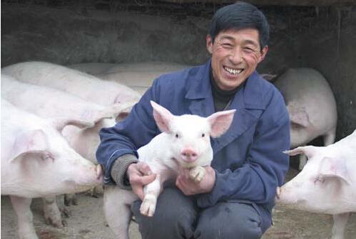 养猪真的很快乐吗？