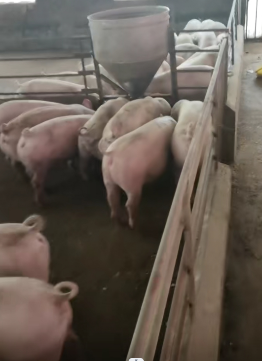 德保县一代养猪场运用多功能养猪增利宝，健康增重快，明显好养了