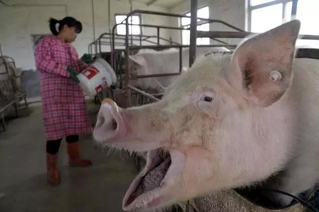 2019年养猪到底会怎样？能不能挣到钱呢？看完心里有数了！
