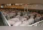 预见2024养猪行业的十大预测