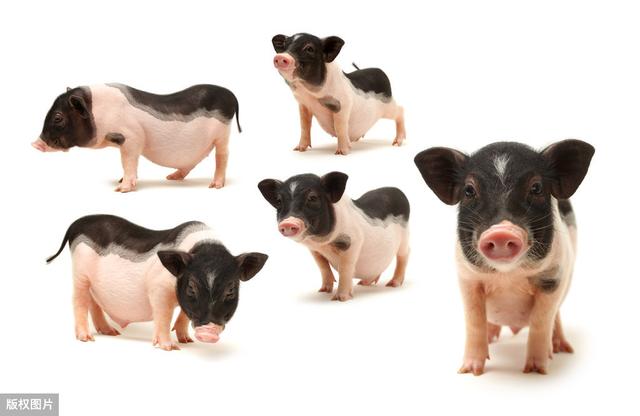 养出优质小耳猪，养殖技术探讨，这些你都知道吗