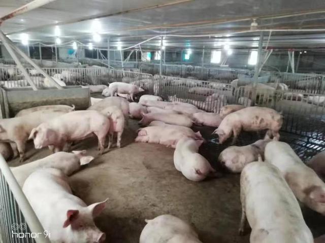 厉害了！青岛一猪肉店养猪用上高科技，人均饲养5000头