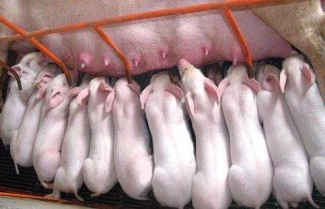 美国养猪业成本远比中国低，背后的原因究竟是什么？