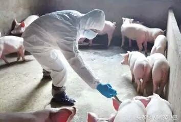 送给养猪户的福利，养猪场的免疫程序详细时间表！