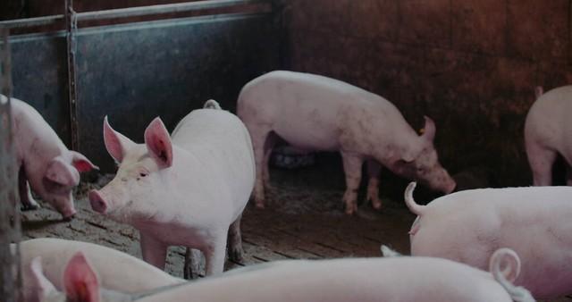 农村农民养殖100头猪的利润是多少？