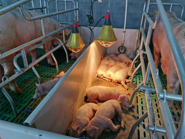 宁安市兰岗镇大力发展生猪养殖 努力夯实重要新产业支柱