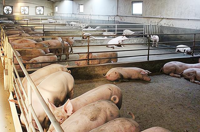 农业农村部：养猪高利润阶段已经结束，还能养猪吗？一个良性建议