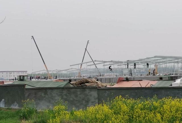河南南阳要占1.5万亩基本农田建养猪场 专家：操作过程经不起推敲