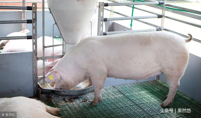 建议养猪人收藏的药物配方，遇到猪群腹泻，用上死亡率大大降低！