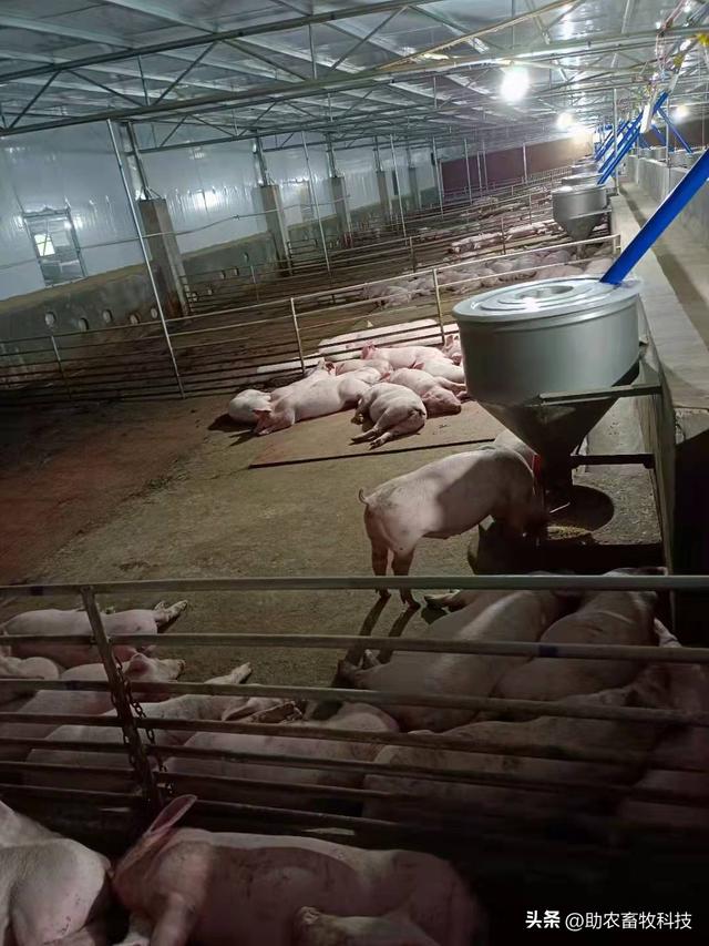 云南红河州这个猪场用发酵中药防非瘟一直稳定，低迷期仍有盈利