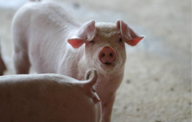 非洲猪瘟弱毒疫情影响生猪产能恢复，猪价景气恐将延长